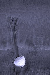 Sand dollar on a Tofino beach Sanddollaronbeachtofinokjfmartin.jpg