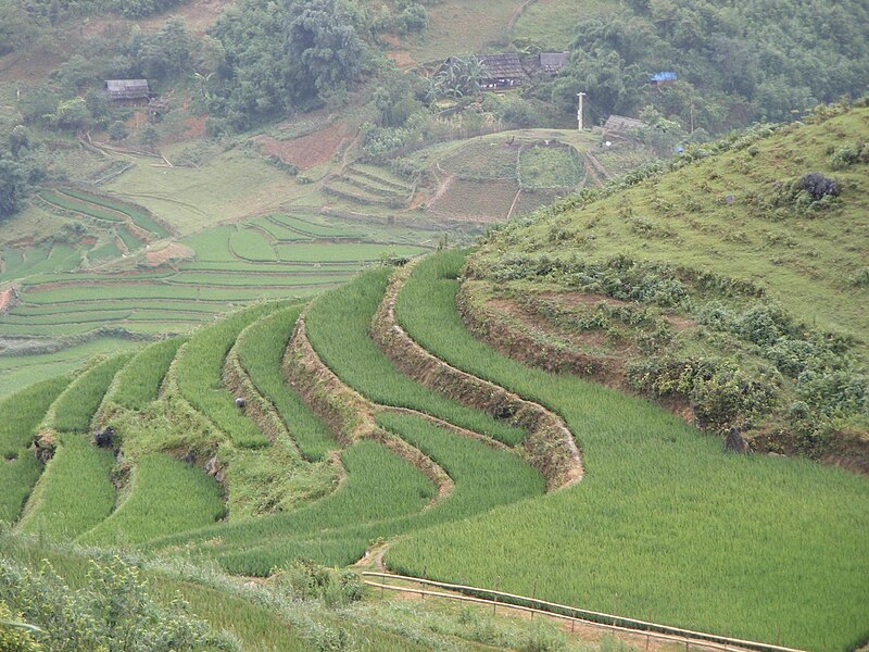 File:Sapa, terraced rice paddy.jpg