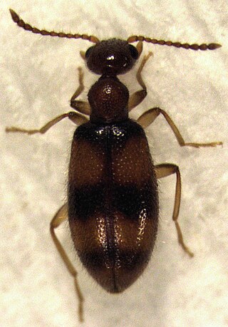 <i>Sapintus</i> Genus of beetles