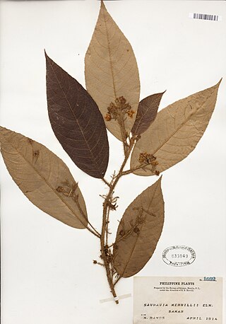 <i>Saurauia merrillii</i> Species of flowering plant