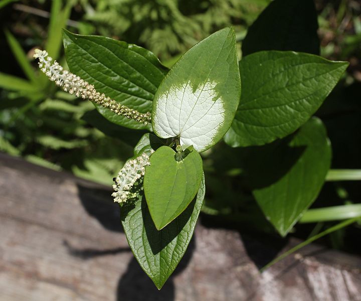 File:Saururus chinensis s2.jpg