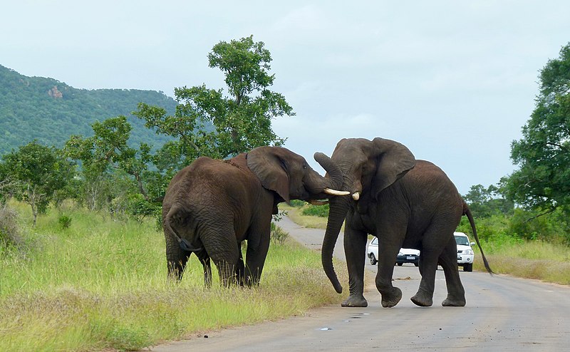 File:Savanna Elephants (Loxodonta africana) bulls wrestling ... (50821233171).jpg
