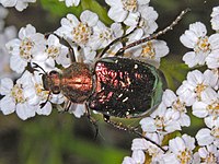 Scarabaeidae - Gnorimus nobilis var. cuprifulgens.JPG