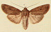 Scarce Arches Moths of the British Isles.jpg