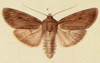 <i>Fabula zollikoferi</i> Species of moth