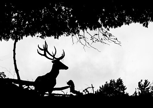 Silhouette of a red deer ♂ (Cervus elaphus) in the Südliche Weinstraße Wildlife Park