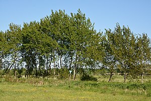 Schleswig-Holstein, Tellingstedt, Landschaftsschutzgebiet Großes Moor Kätner Moor NIK 7167.jpg