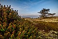 * Nomination black crowberry (Empetrum nigrum) in the dunes of Spiekeroog, Germany --Stephan Sprinz 07:21, 2 May 2023 (UTC) * Decline Most parts of the picture are too blurry unfortunately. Sorry. --Imehling 17:27, 9 May 2023 (UTC)