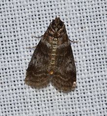 Sciota uvinella - Sweetgum Leafroller Motte (14285926665) .jpg