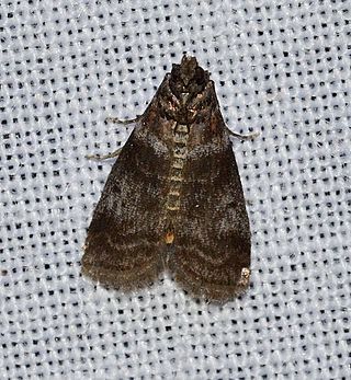 <i>Sciota uvinella</i> Species of moth