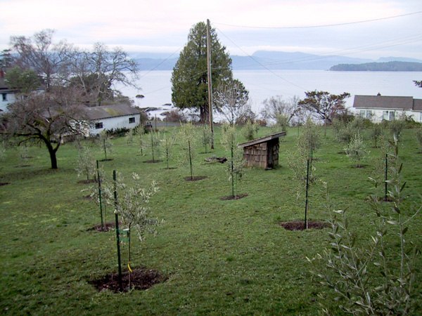 Grove positioned on a downward slope, creating a natural drainage system.