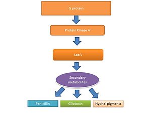 The transcription factor LaeA regulates the expression of several genes involved in secondary metabolite production in Aspergillus spp. Secondary metabolite regulation by LaeA.jpg