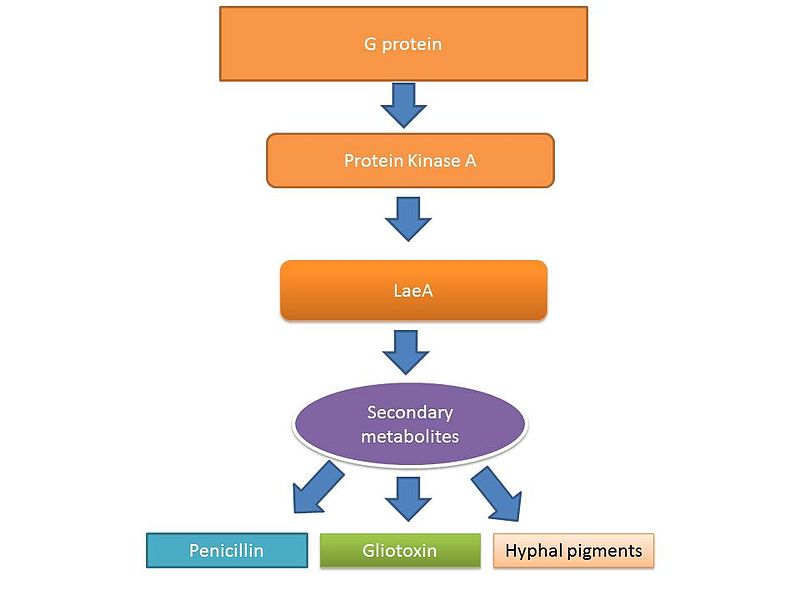 File:Secondary metabolite regulation by LaeA.jpg
