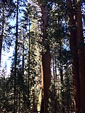 Thumbnail for File:Sequoia Trees.jpg