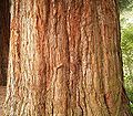 Sequoiadendron giganteum