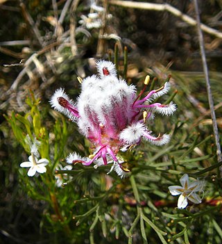 <i>Serruria furcellata</i> Species of plant