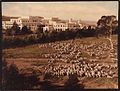 Sheep near Parliament House, 1940s.jpg