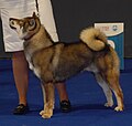 Shikoku Ken, sesame