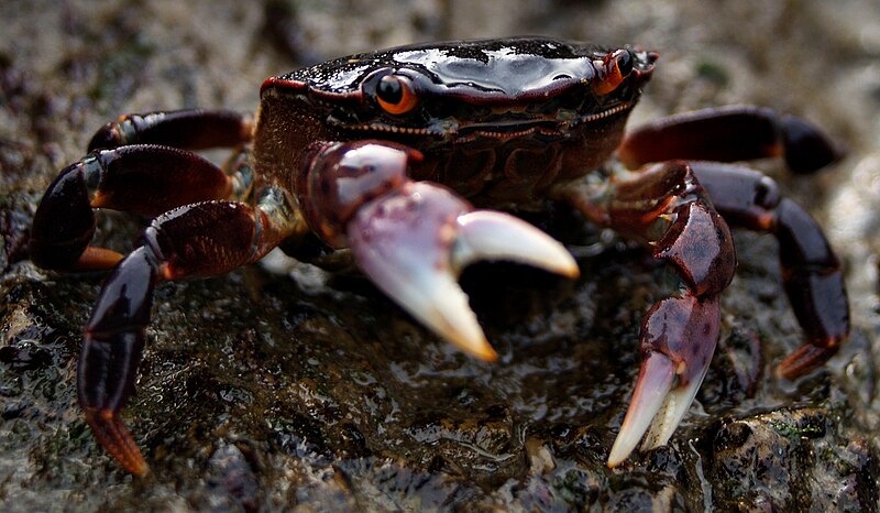 File:Shore Crab Washington State.jpg
