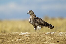 Paprastasis gyvatėdis (Circaetus gallicus)