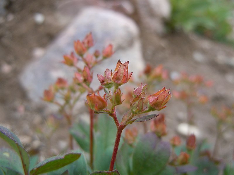 File:Sibbaldia procumbens (5065860579).jpg