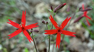 <i>Silene virginica</i> Species of flowering plant