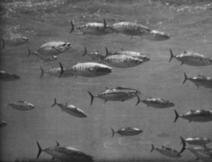 Skipjack tuna photographed from US FWS Charles H. Gilbert's stern underwater observation chamber 10 to 12 nautical miles (19 to 22 km; 12 to 14 mi) off Barber's Point, Oahu, Hawaii, on 13 July 1959. The fish ranged from 19 to 27 inches (48.3 to 68.6 cm) in length and 5 to 15 pounds (2.3 to 6.8 kg) in weight. From the cover of Commercial Fisheries Review, September 1959. Skipjack US FWS Charles H Gilbert 13 July 1959.PNG