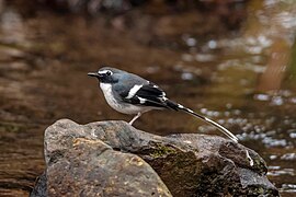 Enicurus schistaceus (Slaty-backed forktail)