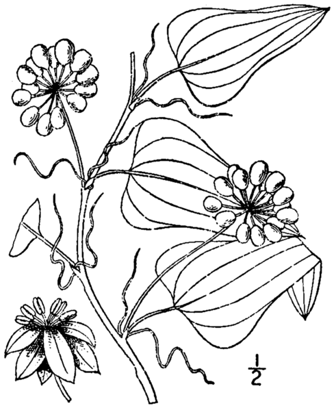 File:Smilax pseudochina BB-1913-2.png