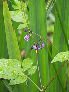 Psianka słodkogórz (Solanum dulcamara), 2022-06-20