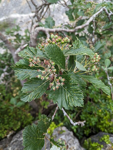 File:Sorbus cuneifolia, Creigiau Eglwyseg 7 (53136414521).jpg