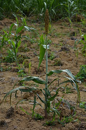 Sorgo: Variedades, Etimologia, Origem