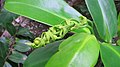 Jeune Inflorescence de Souroubea guianensis (Bahia, Brésil)