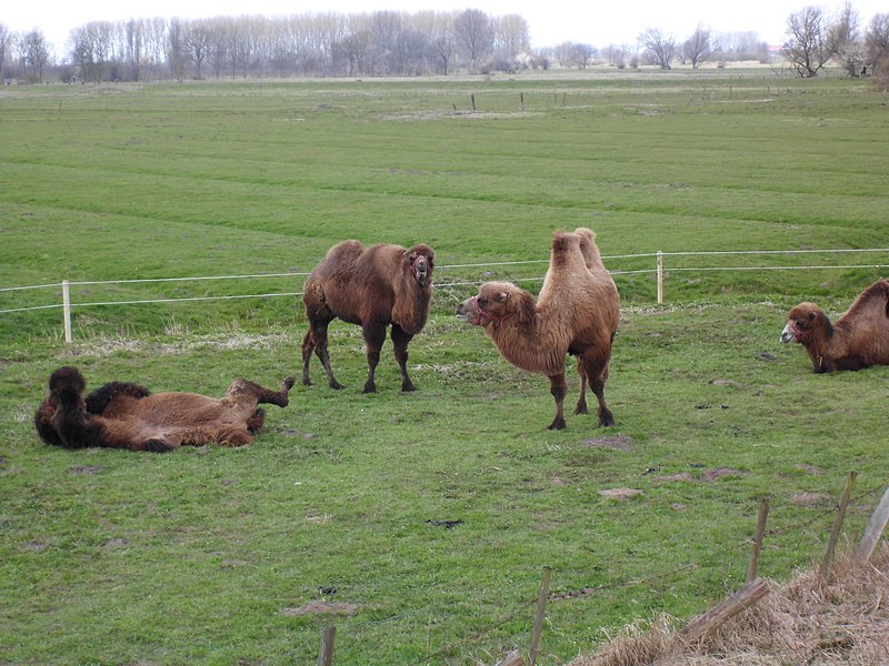 File:Spätwintertag in der Wedeler Marsch.jpeg