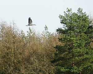 Crane couple above the Spandau Forest