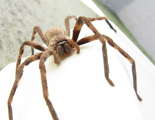 australian clock spider