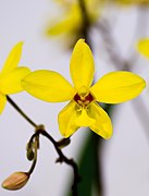 Spathoglottis philippinensis