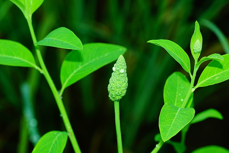 File:Sphenoclea zeylanica 08517.jpg