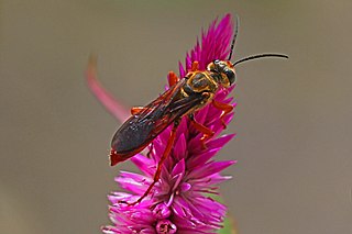 <i>Sphex jamaicensis</i> Species of wasp