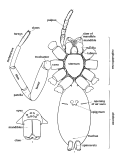 Vorschaubild für Glossar der Spinnenanatomie