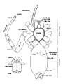 Fig. 1. Diagramm der Unterseite einer Spinne ohne die Beine außer eines. Fig. 2. Vorderseite des Kopfes, der Augen und Chelizeren aufweist.