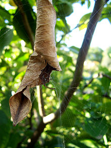 The Phonognatha graeffei or leaf-curling spider's web serves both as a trap and as a way of making its home in a leaf. Spider house leaf.jpg