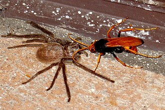 Spiderwasp1 feb09.jpg