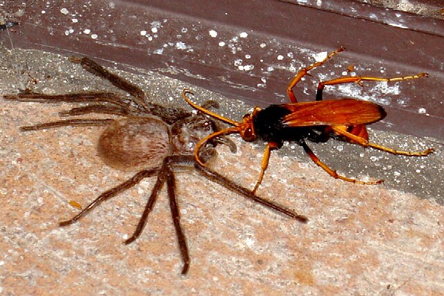 Spider wasp - Wikipedia