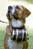 A St. Bernard with the iconic barrel. (see below).