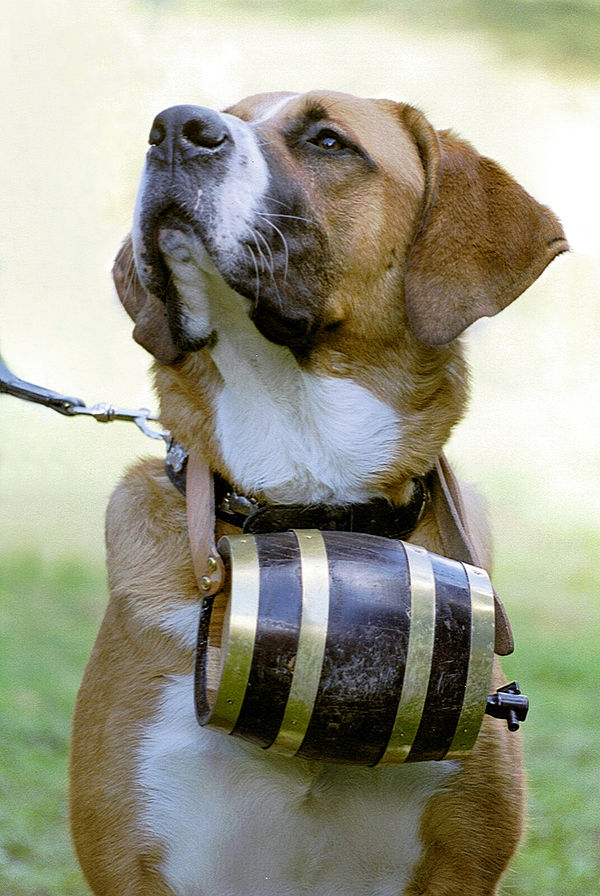 St Bernard dog with barrel