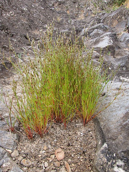 File:Starr-110705-6800-Juncus bufonius-habit-Waiale Gulch-Maui (24802796880).jpg