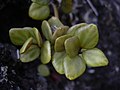 Peperomia tetraphylla