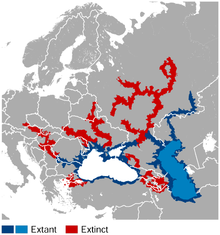 Звездный осетр Acipenser stellatus distribution map.png 