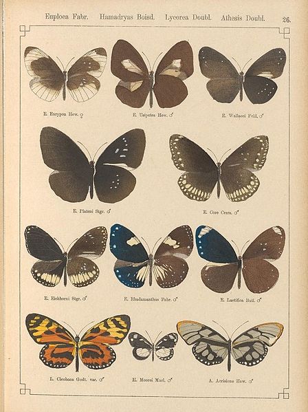 File:StaudingerSchatzExotischePlate26.jpg